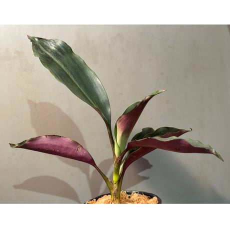 Dracaena sp. from Landak West Kalimantan