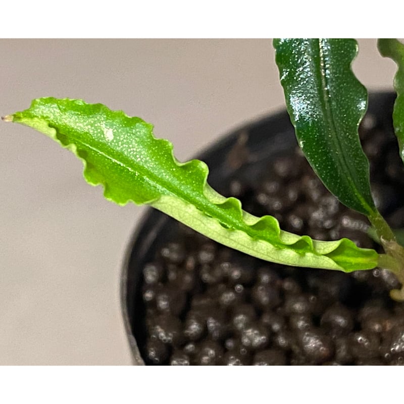 Bucephalandra sp. Bucephalandra sp.