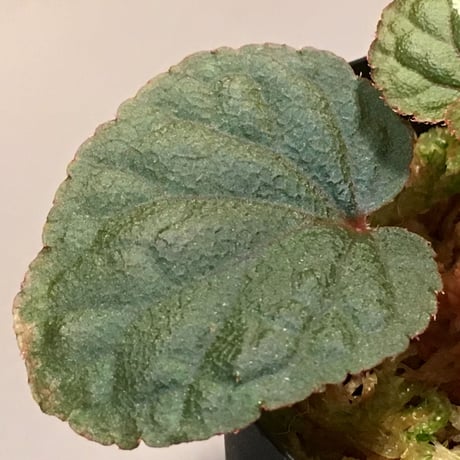 Begonia sp. from Tuyen Quang [YH1117]