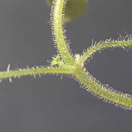 Codonoboea sp. from Sumatera barat [LA0317-01]