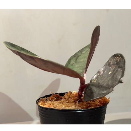 Ardisia sp. from Kapuas fulu West Kalimantan