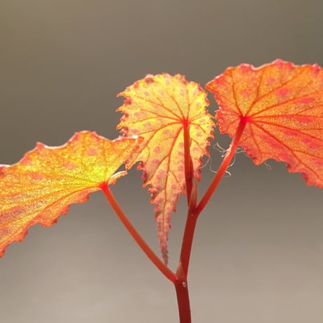 Begonia gracilicyma from Sumatera Barat [TB]