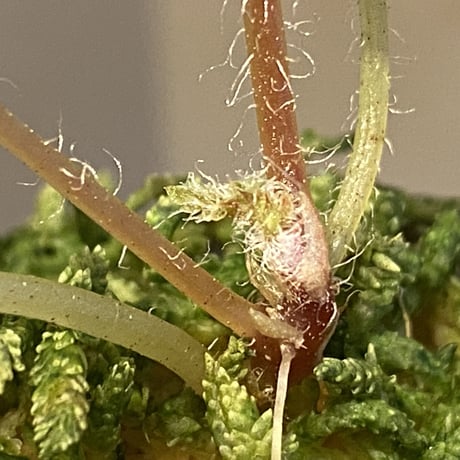 Begonia sp. from Vietnam