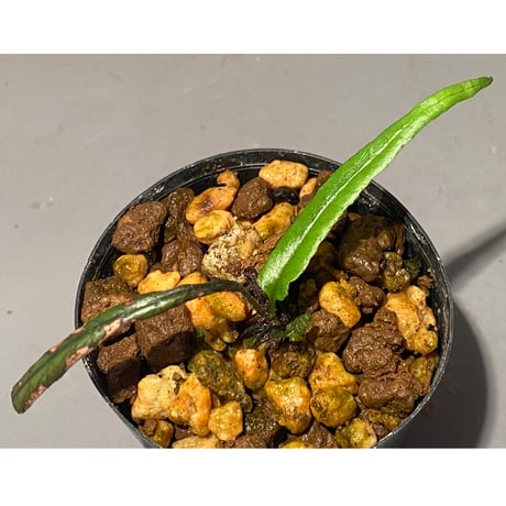 Bolbitis sp. from Riau sumatera [LA0722-05]