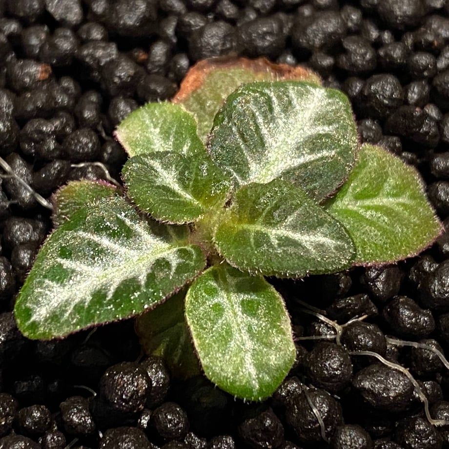5f97e8051c151801a27a7e1e