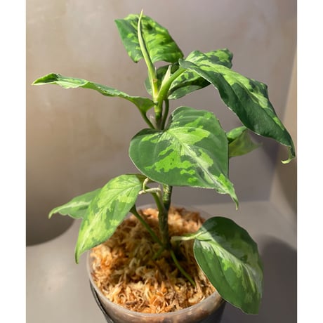 Aglaonema pictum GW1410 from Padang sidempuan [TB]
