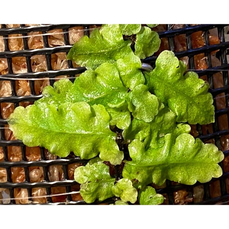 Teratophyllum "Birdwing-fern" from Bentong [AZ0117-3]