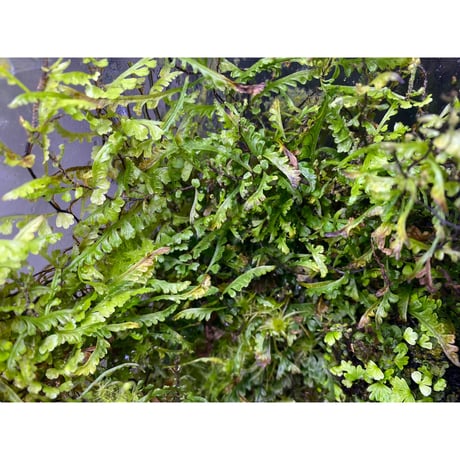 Teratophyllum aculeatum from Nanga pinoh [TB]