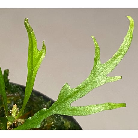 Microsorium sp. from Saripoi [LA0515-02]