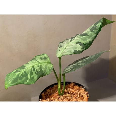 Aglaonema pictum "しるば〜らいん" from Aceh sumatera [LA1118-06b]
