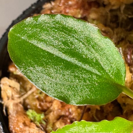 Homalomena sp. "エッジタイプ" from Mahakam hulu [TB]