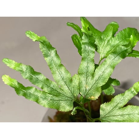 Lygodium cf. dichotomum from Myanmar