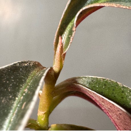 Labisia sp. from Landak West Kalimantan