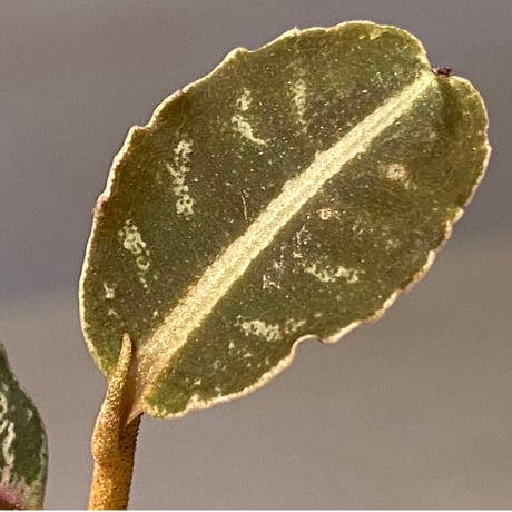 Labisia sp. from Riau