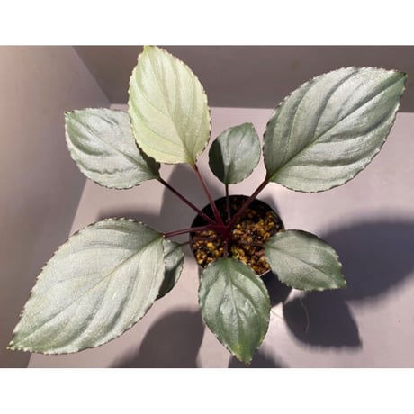 Homalomena 'Rec1-29' K0718-f1 [KZT]