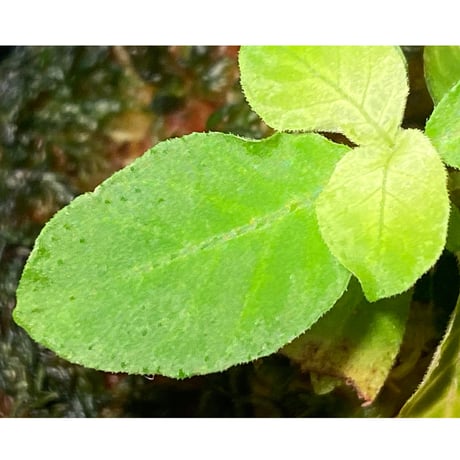 Elatostema sp. from Tasik Kenyir [TK080118-3]
