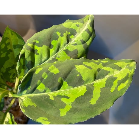 Aglaonema pictum GW1410 from Padang sidempuan [TB]