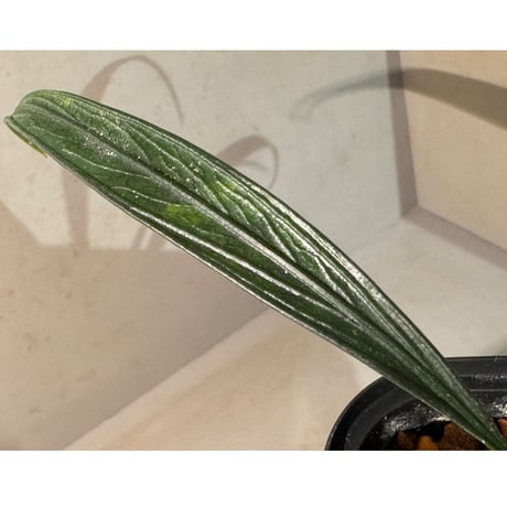 (大株) Josefia intricata (旧Aridarum perisai) from Kalteng [AZ1122-otr]