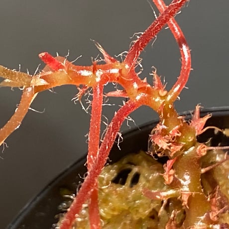 Begonia vankerckhovenii