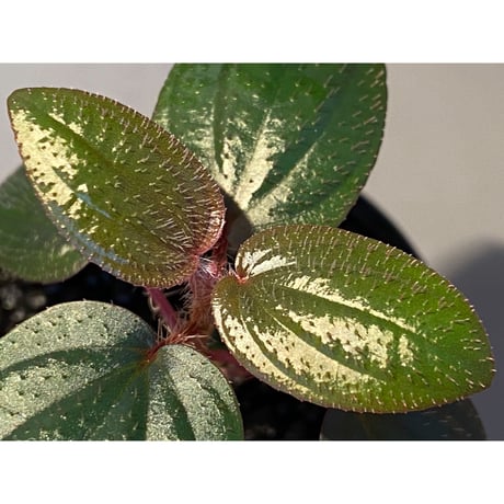 Phyllagathis rotundifolia [STRINGE PLANTS]