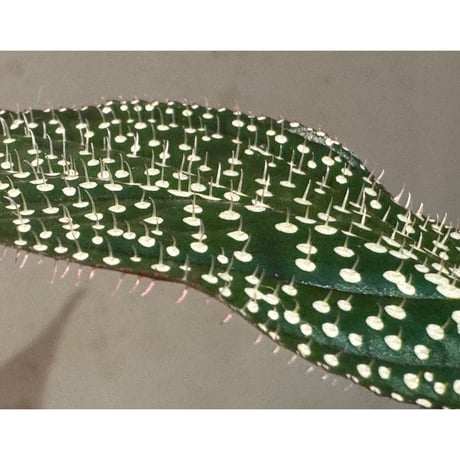 Sonerila sp. mamei