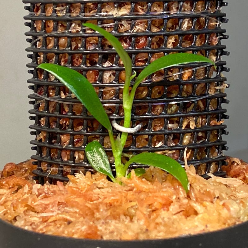 Rhaphidophora sp. 