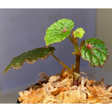 Begonia sp. from North Toraja [S0919-02] 伊藤蟻植物農園