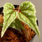Begonia sp. from Sarikei [R1214-03a]