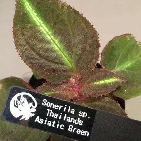 Sonerila sp. from Thailands [Asiatic Green] TKタグ付き