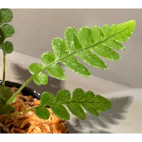 Blechnum obtusatum var. obtusatum from New Caledonia (固有種)