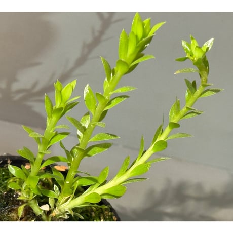 Phlegmariurus phlegmarioides Aimas, Sorong, West Papua 伊藤蟻植物農園