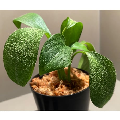 Homalomena hasei "狐尾" from Aceh sumatera [LA0616-04]