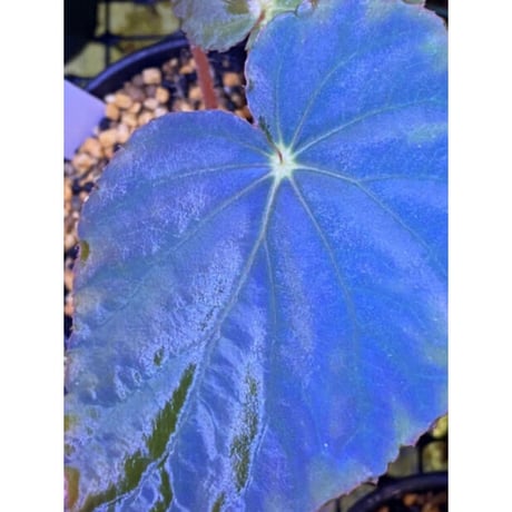 Begonia pavonina from Malaysia