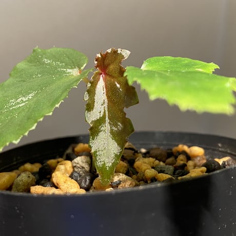 Begonia cf. laruei from Aceh sumatera [LA0216-02]