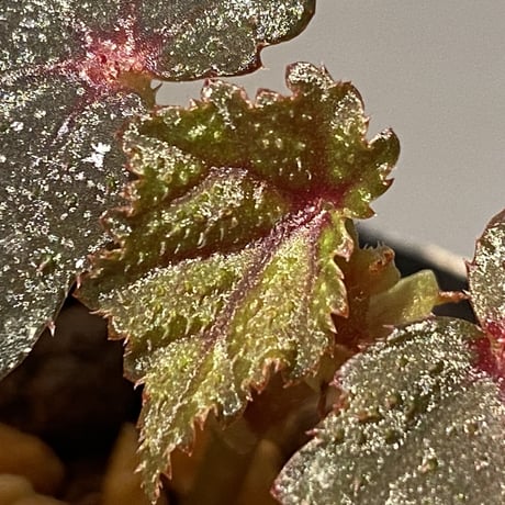 Begonia sp. from North Toraja [S0919-02] 伊藤蟻植物農園
