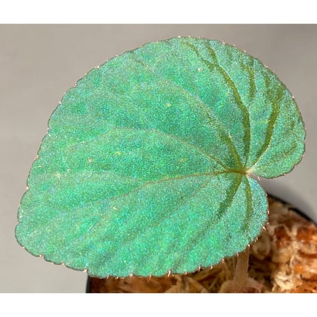 Begonia sp. from Bac Kan [YH1117] TK