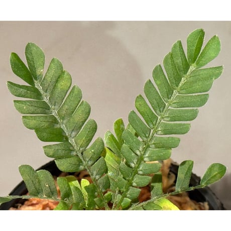 Biophytum sp. BB8th [LA]