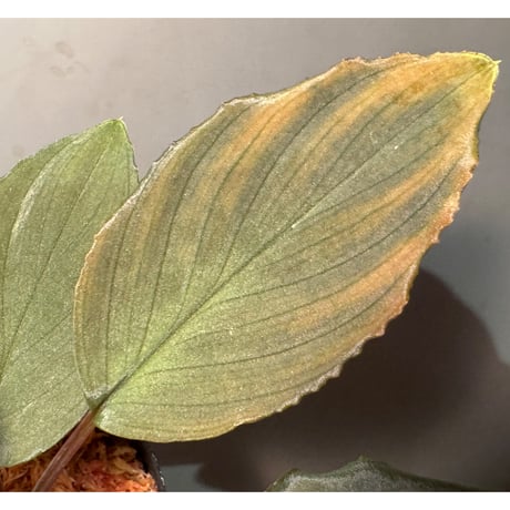 Homalomena sp. "Amber Velvet" from Kepulauan Riau