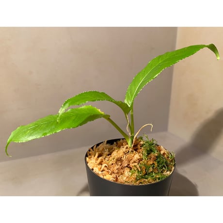 Unknown from Iquitos Peru [tanakay]
