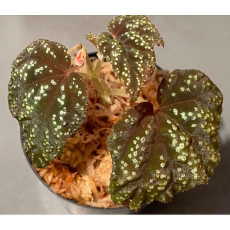 Begonia tenuifolia from Sukasada Bali [S0320-02] 伊藤蟻植物農園