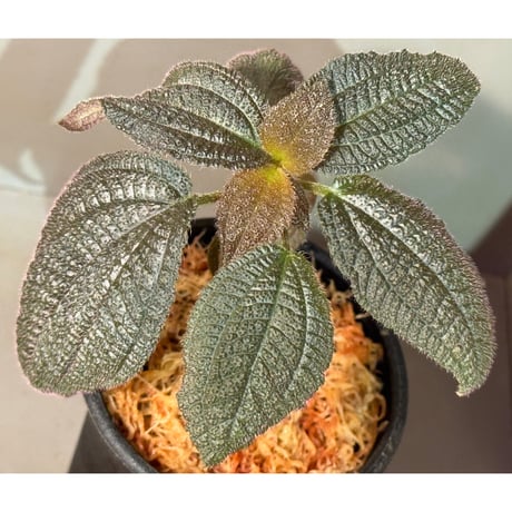 Triolena involucrata "Red" from Ecuador
