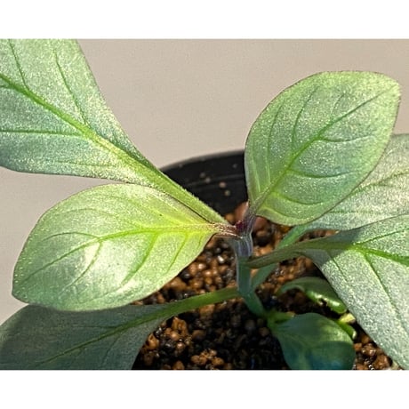 Acanthaceae gen. from Laos [LA]