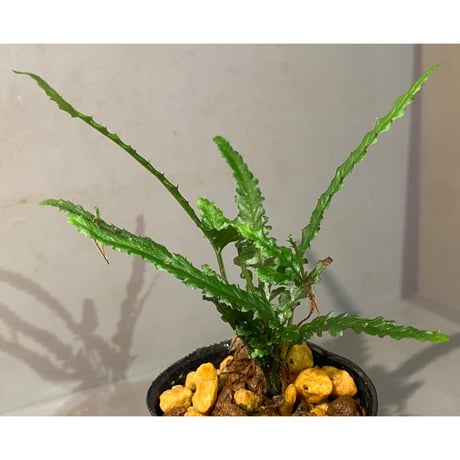 Bolbitis sp. from Siberut [LA 2012年]