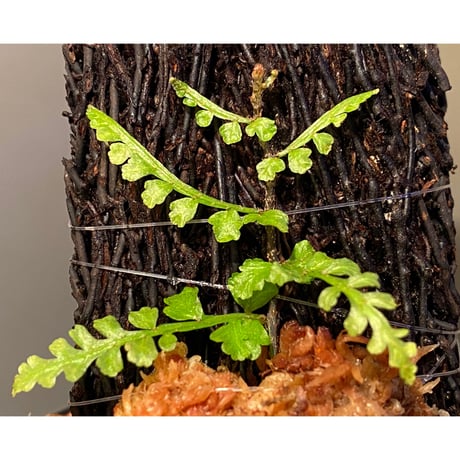 Teratophyllum aculeatum from Nanga pinoh [TB]