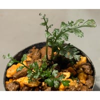 Bolbitis heteroclita cuspidata