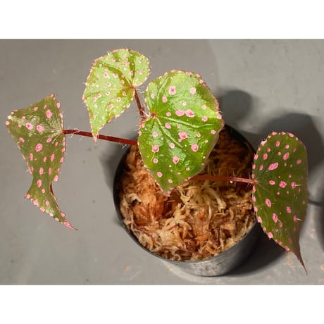 Begonia sp. from Muara Wahau [TB]