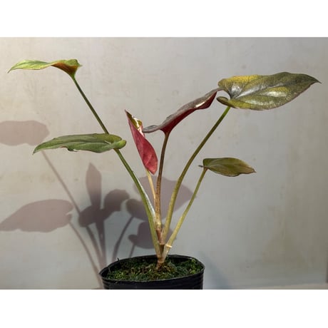 Syngonium cf. erythrophyllum from Colombia [LA0316-02]