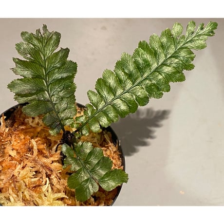 ケファロマネス | STORES