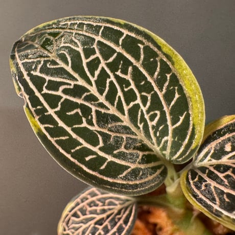 Ludisia discolor Variegata '黄桜-Kizakura-' [GK20-006]