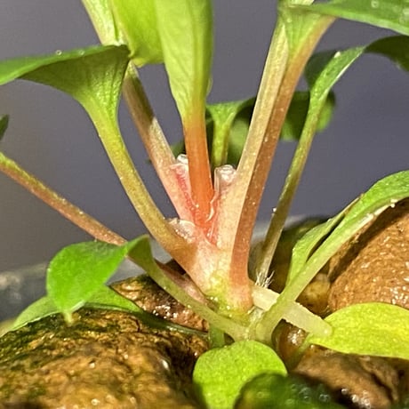 Homalomena sp. from Tambunan [TK200217]